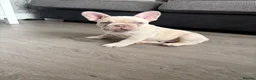 French Bulldog dogs for sale: Meet Bear 🐻 in Saint Helens - Advert 1