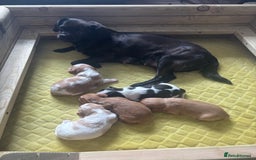 Cavalier King Charles Spaniel dogs for sale: Pugalier Pups ready for their new home!  - Image 2