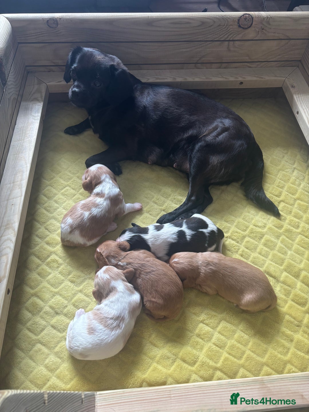Cavalier King Charles Spaniel dogs for sale: Pugalier Pups ready for their new home!  - Image 2