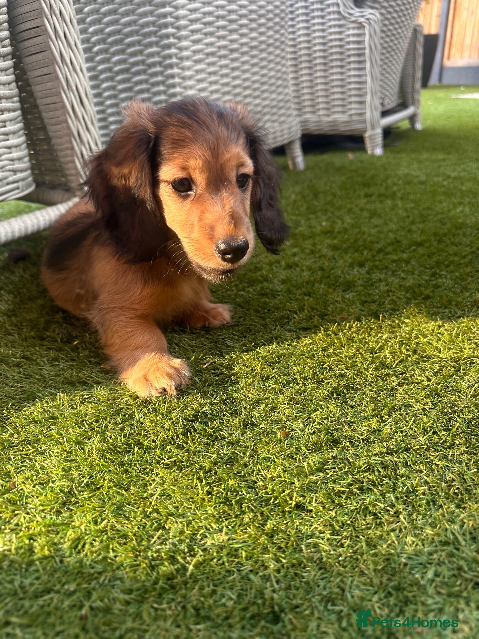 Miniature Dachshund dogs Ready now! One boy long haired stunning mini dach - Advert 6