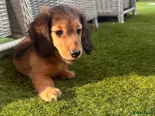 Miniature Dachshund dogs Ready now! One boy long haired stunning mini dach - Advert 6