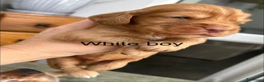 Cocker Spaniel 3