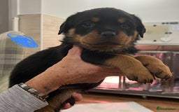 Rottweiler dogs for sale: Rottweiler pups KC Registered + Champ Bloodlines - Image 9