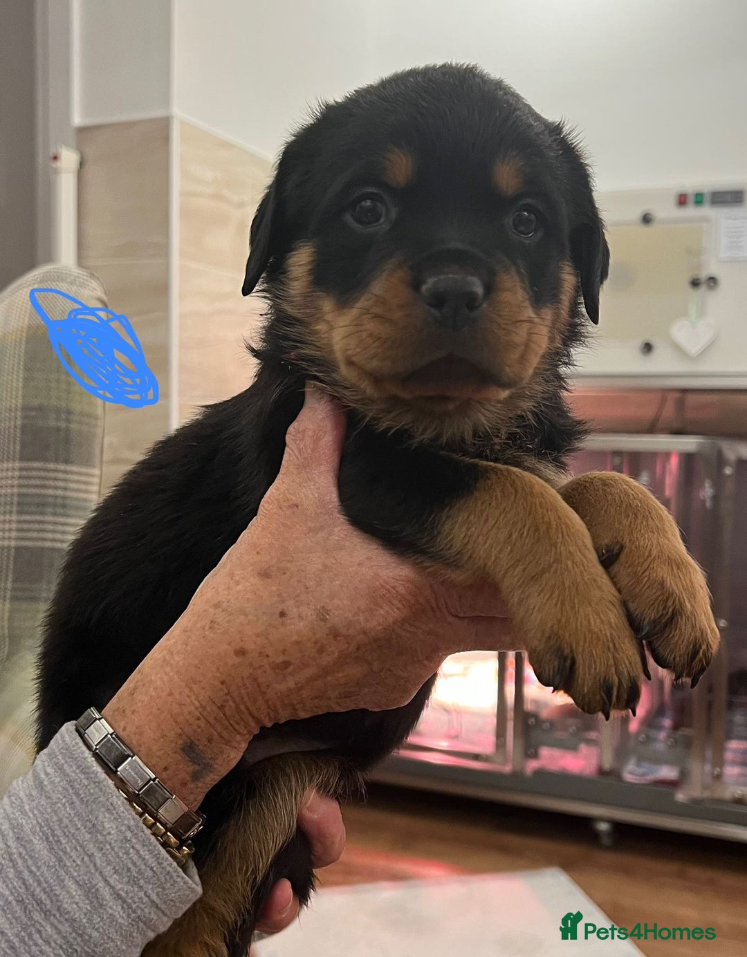 Rottweiler dogs for sale: Rottweiler pups KC Registered + Champ Bloodlines - Image 9
