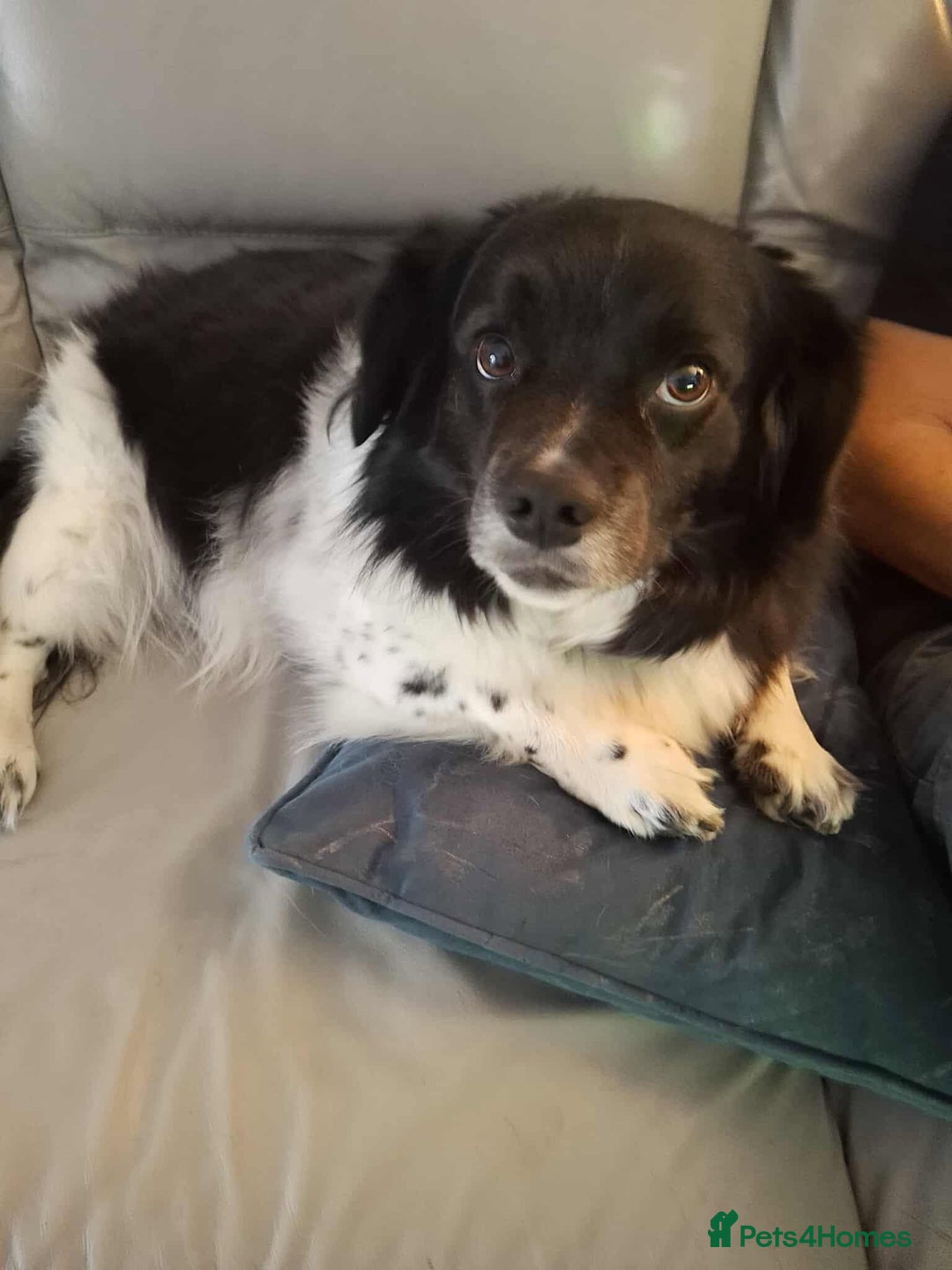 Mixed Breed dogs for adoption: Harry 3 years old - Image 1