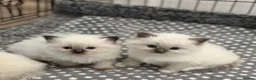 Ragdoll cats for sale:  beautiful ragdoll kittens - Advert 5