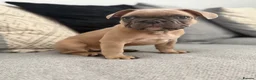 French Bulldog dogs for sale: 2 GIRLS LEFT REDUCED - French Bulldog Puppies 💕 - Advert 5