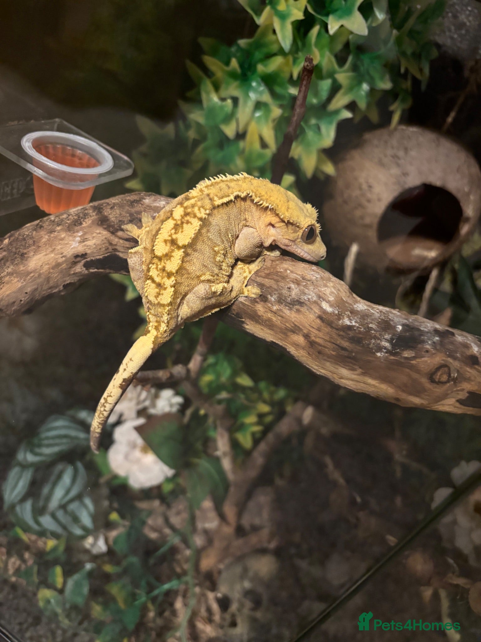 Gecko reptiles Gecko  - Advert 9