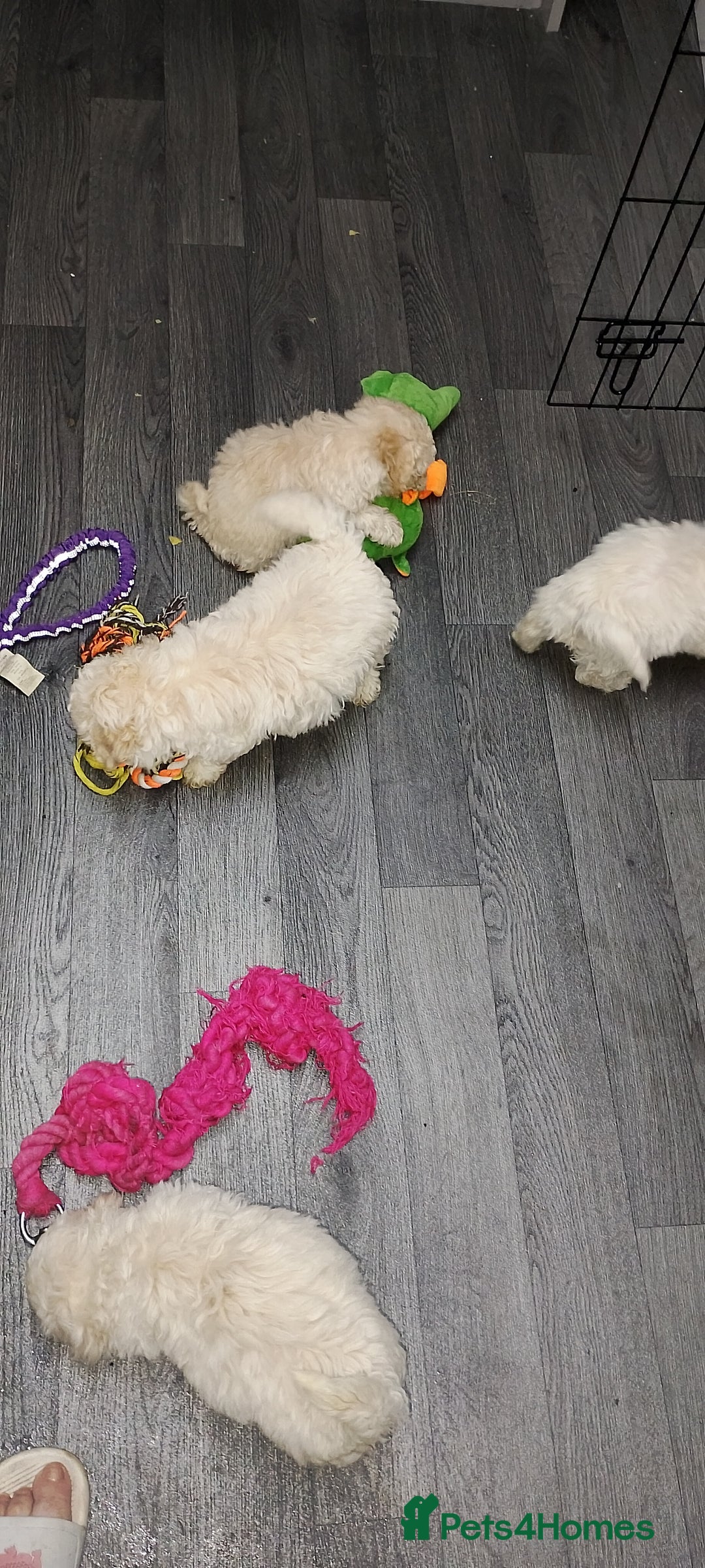 Poochon dogs for sale: Poochon  - Advert 11