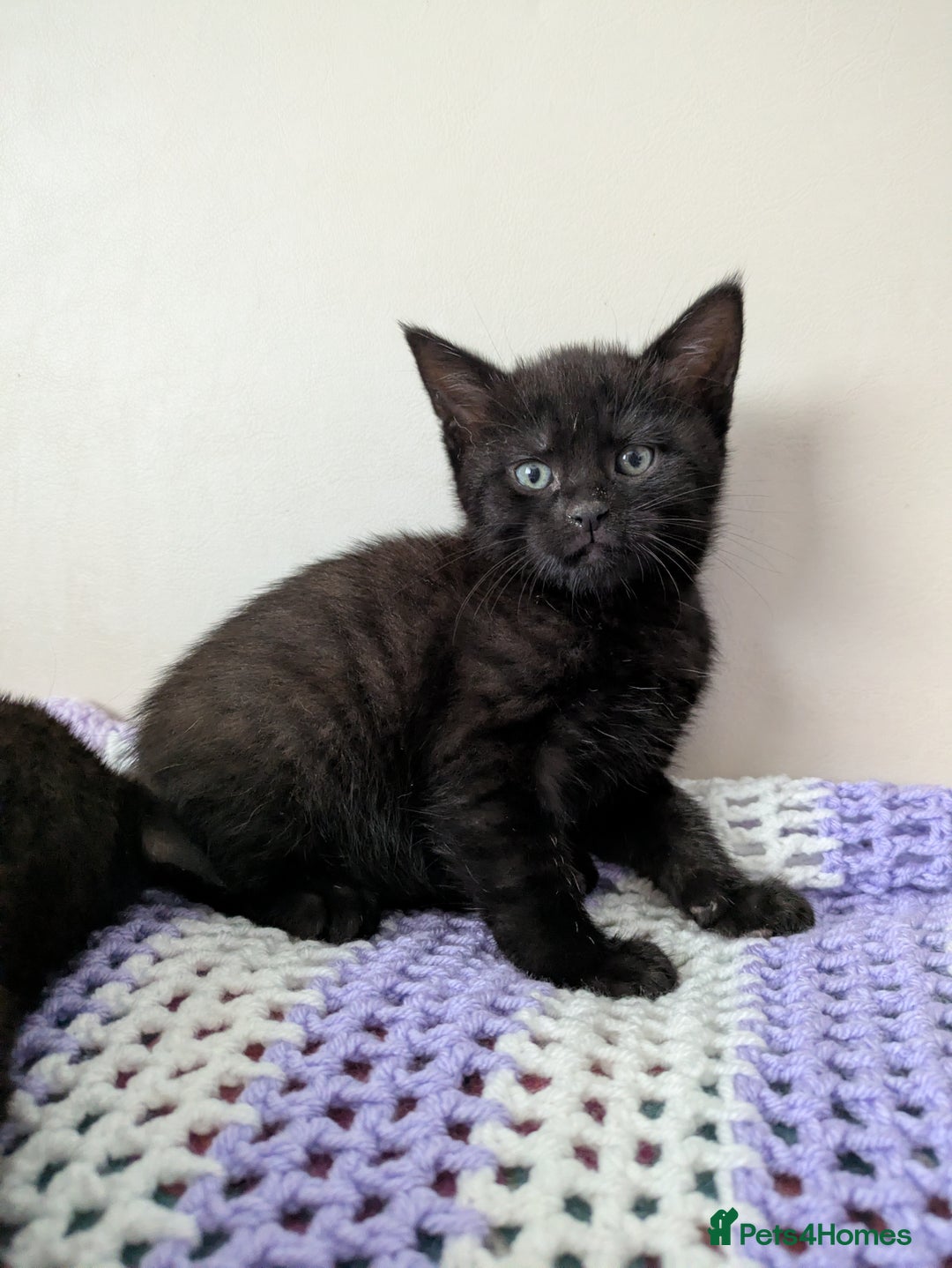 Bengal cats for sale: Spotted Bengal kittens ready now - Advert 11