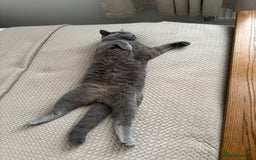 British Shorthair cats for sale: British Blue Shorthair  - Image 6