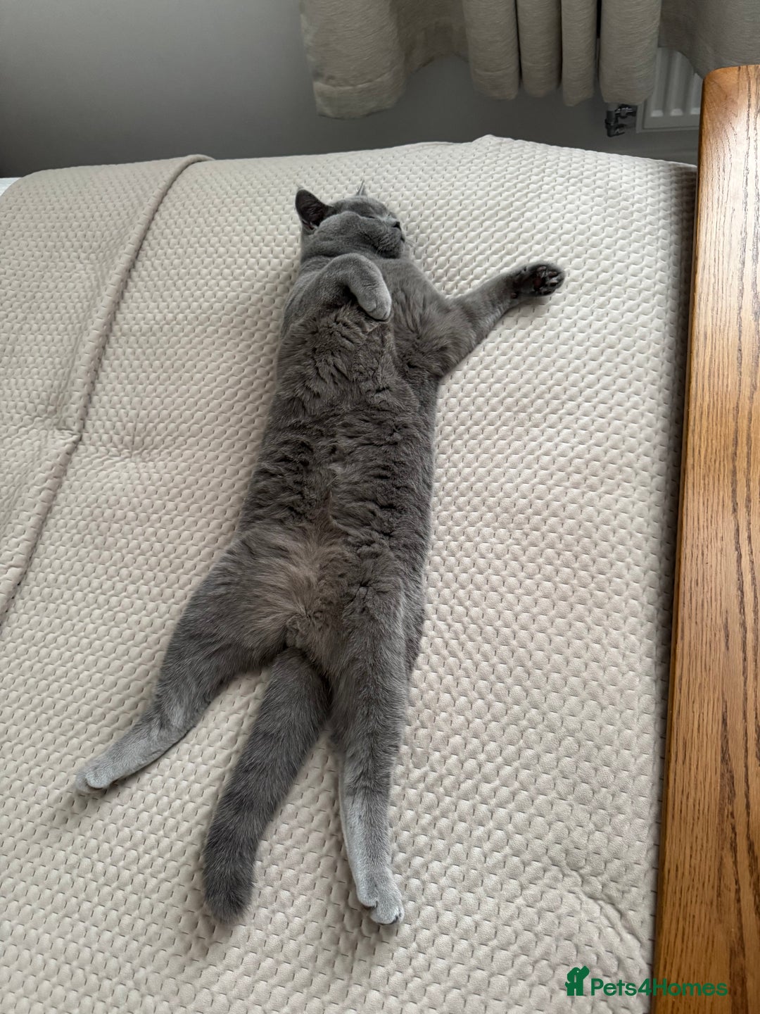 British Shorthair cats for sale: British Blue Shorthair  - Image 6