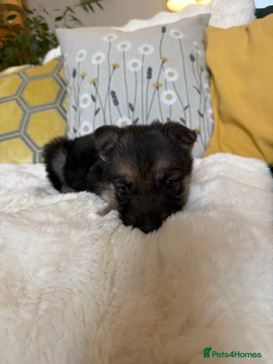 German Shepherd dogs for sale: Stunning German Shepherd Puppies - Advert 12