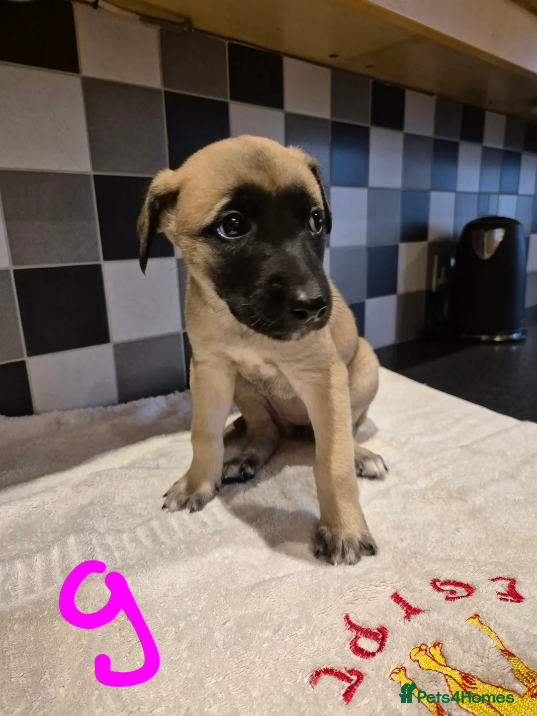 Mixed Breed dogs for sale: Saluki bull greyhound × Belgium malinois  - Advert 4