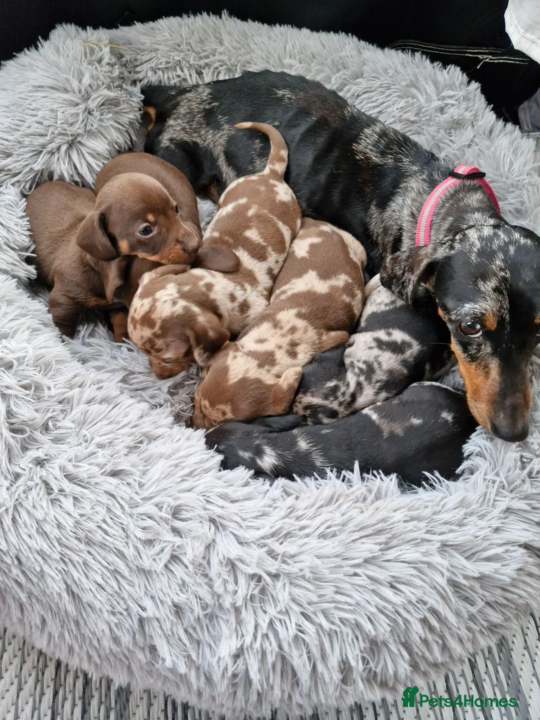 Miniature Dachshund dogs for sale: Miniature dachshund puppies  in Gloucester - Advert 11