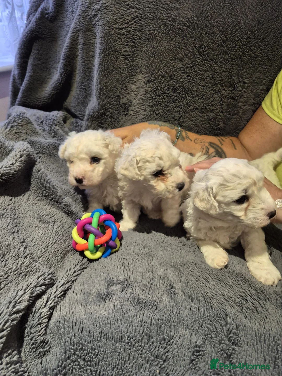 Bichon Frise dogs for sale: Full pedigree Bichon frise  - Advert 18