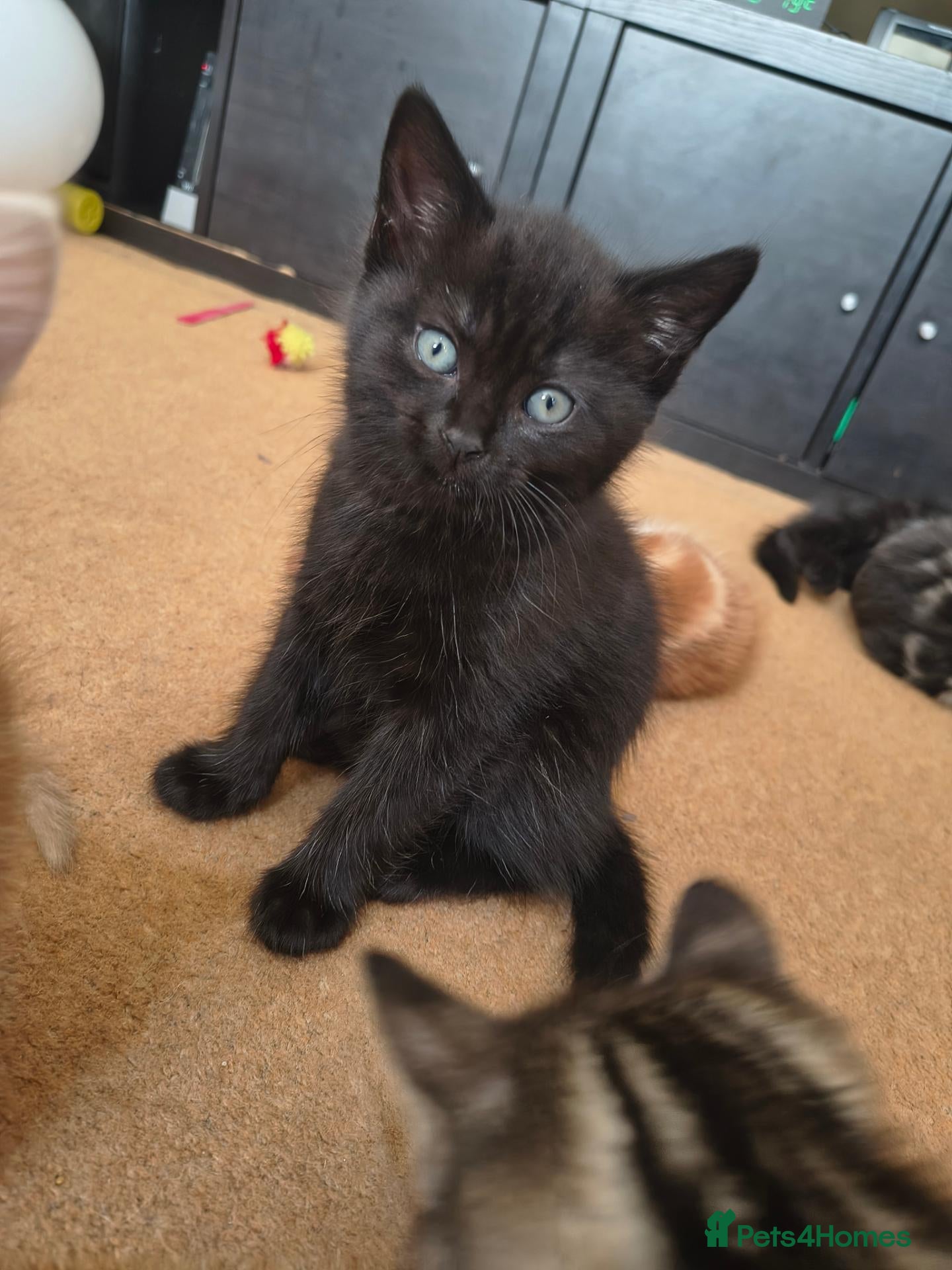 Mixed Breed cats Beautiful 2 litters of kittens available - Advert 1