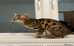 Bengal cats for sale: Female bengal  - Image 2