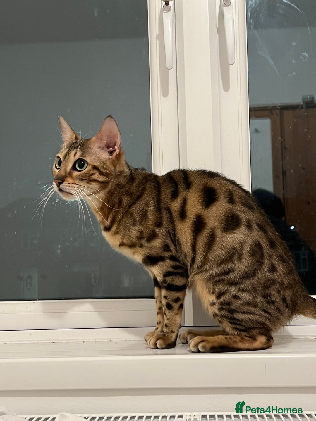 Bengal cats for sale: Female bengal  - Image 2
