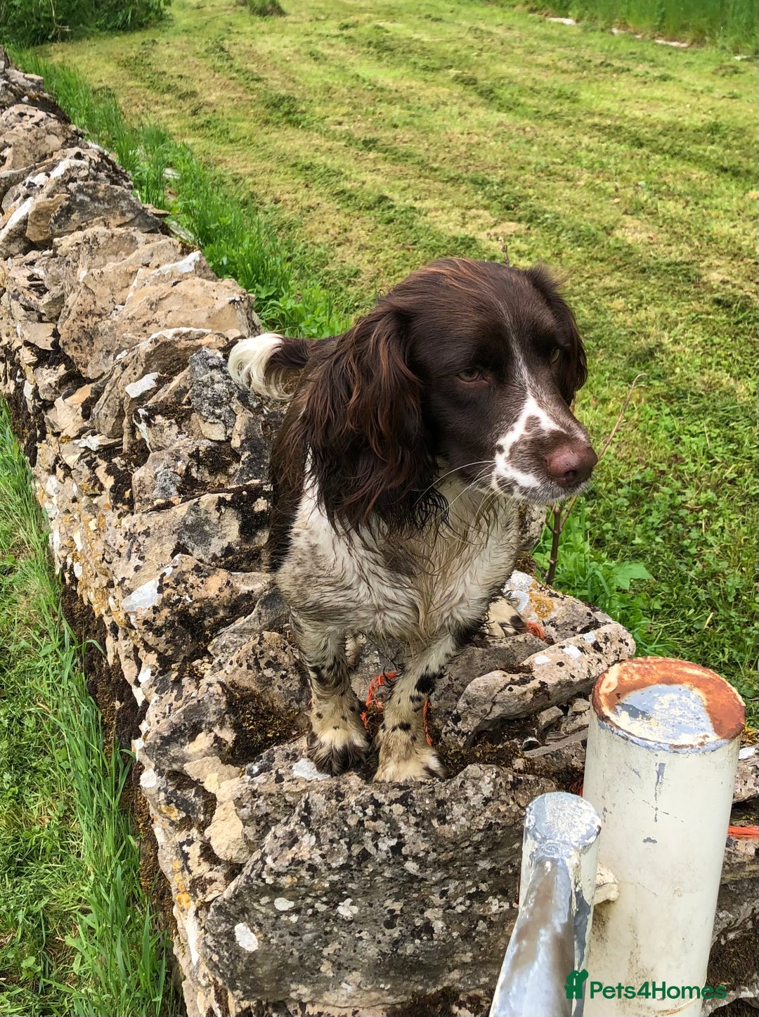 Sprocker dogs for sale: Stunning Sprocker pups  - Image 11