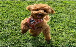 Toy Poodle dogs for sale: TINY TOY POODLE PUPPIES 5🌟LICENSED BREEDER  - Image 17