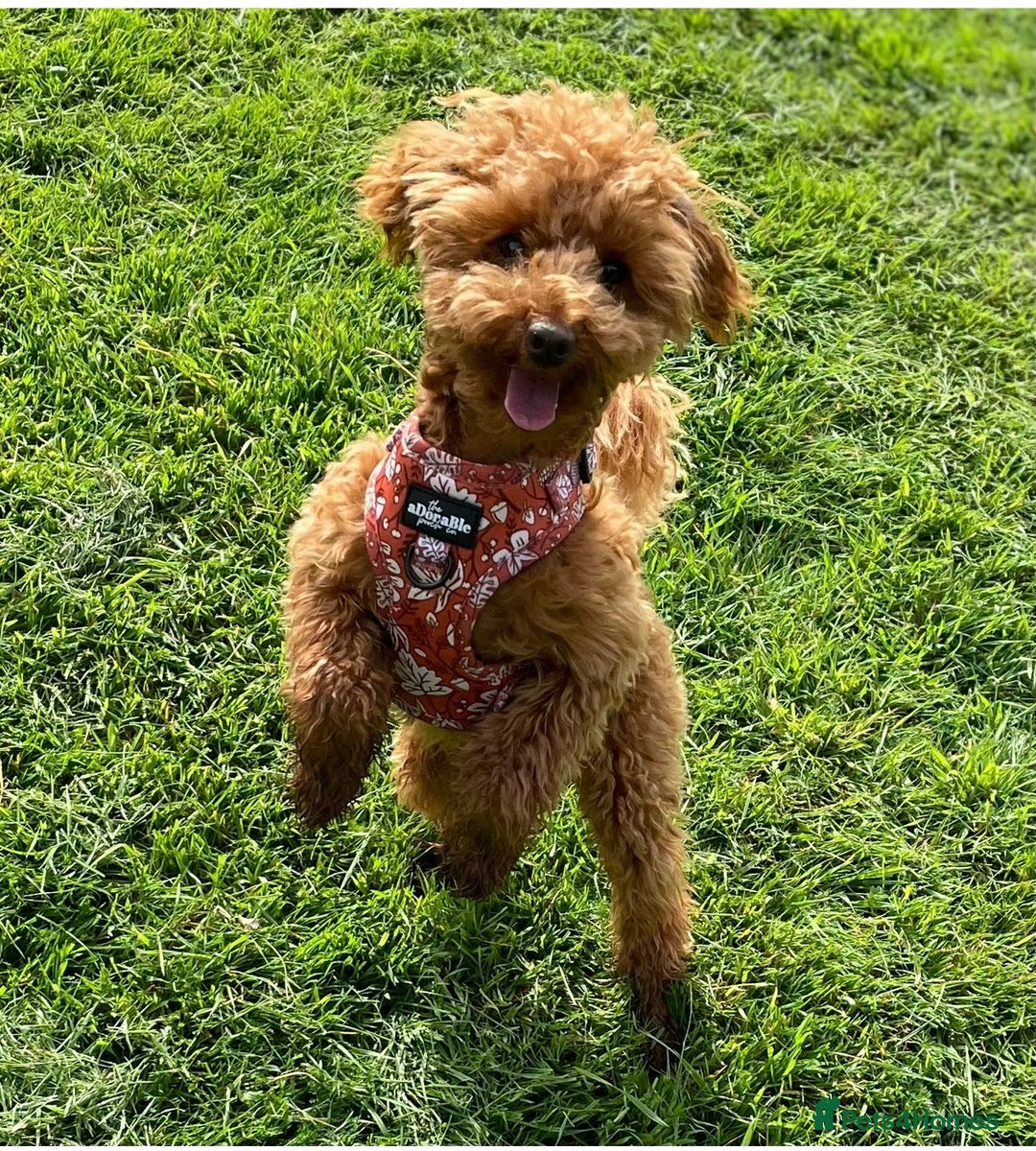 Toy Poodle dogs for sale: TINY TOY POODLE PUPPIES 5🌟LICENSED BREEDER  - Image 17