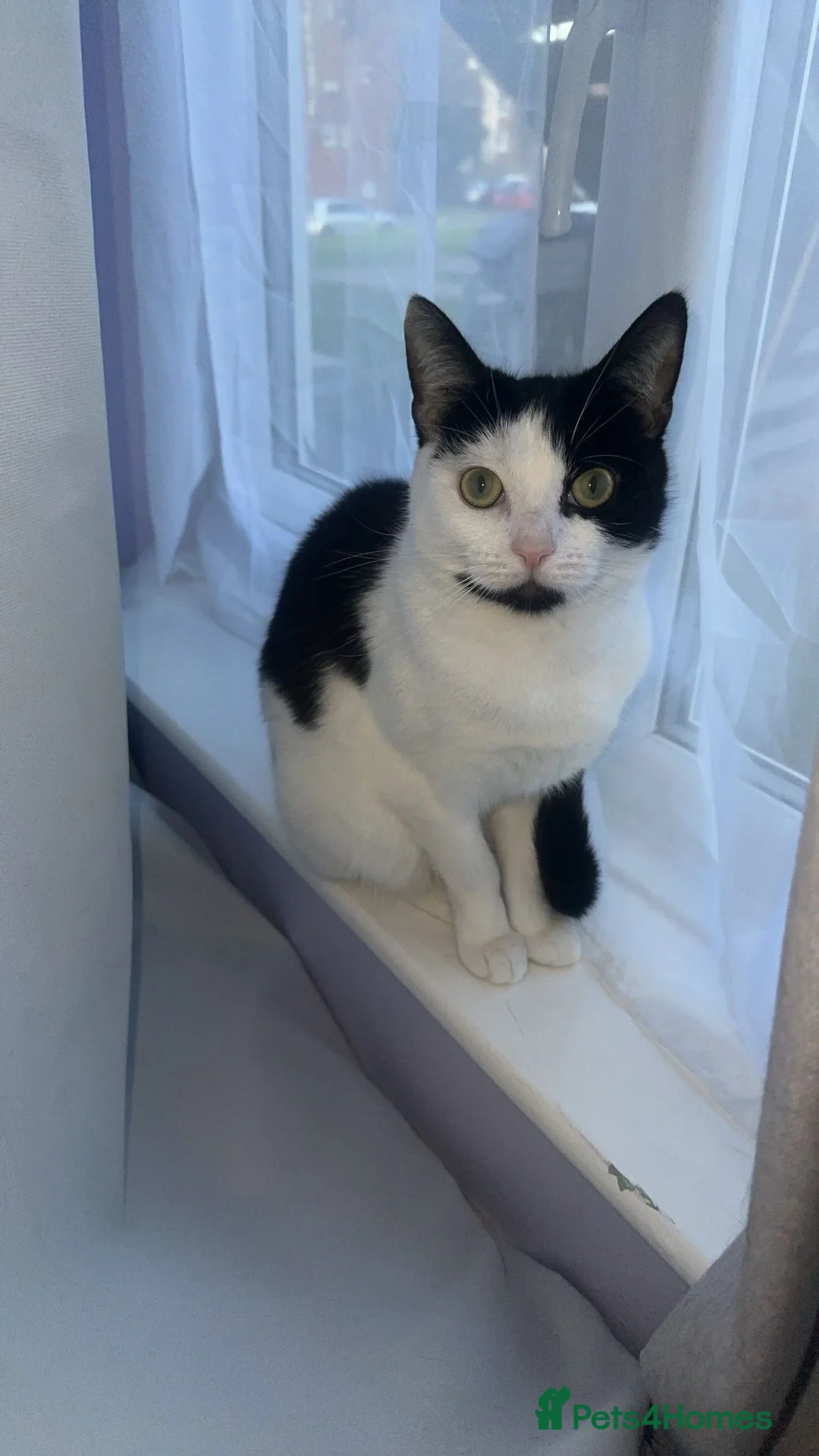 Domestic Shorthair cats for sale: Lucy & Simone in Knebworth - Advert 2