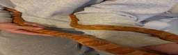 Corn Snake reptiles for sale: Friendly corn snake in Rye - Advert 4