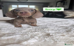 Miniature Dachshund dogs for sale: Kc registered  miniature dachshund puppies - Image 9