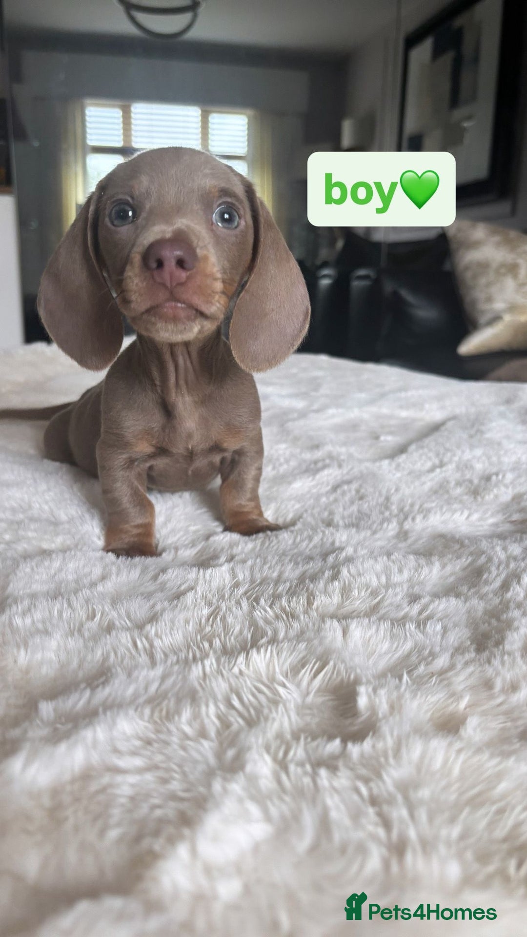 Miniature Dachshund dogs for sale: Kc registered  miniature dachshund puppies - Image 9