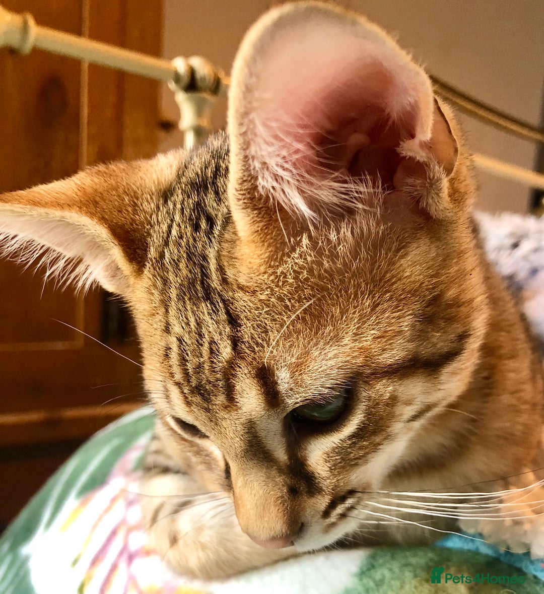 Savannah cats for sale: Beautiful full pedigree savannah kittens  - Advert 5