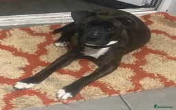 Mixed Breed dogs for sale: Staff x American Mastiff - Image 3