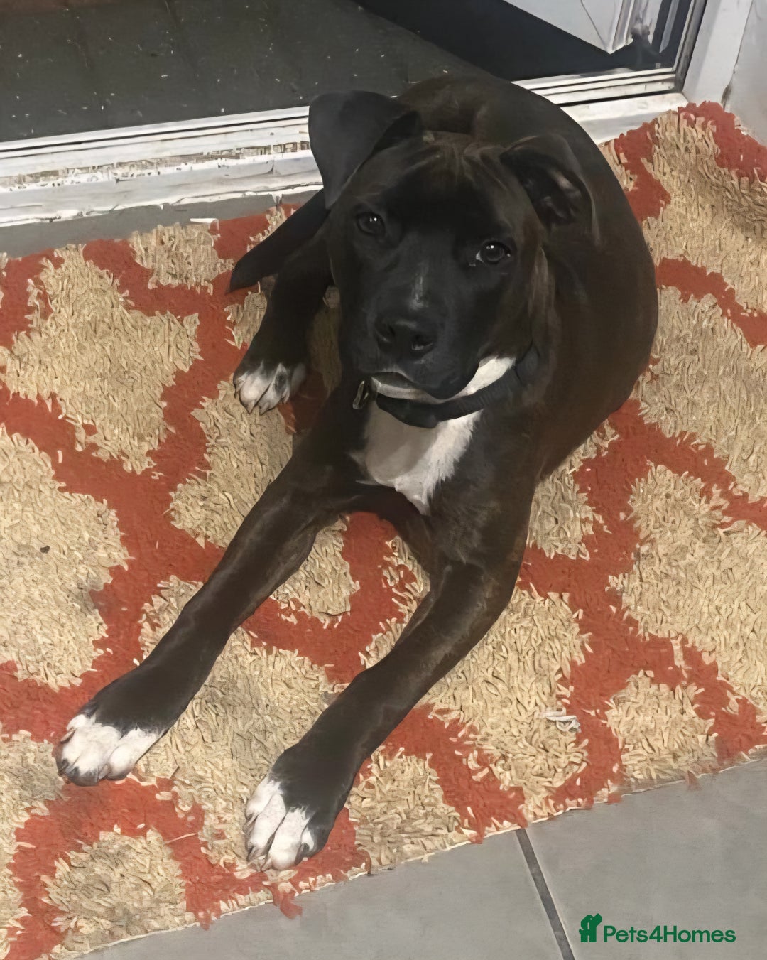 Mixed Breed dogs for sale: Staff x American Mastiff - Image 3