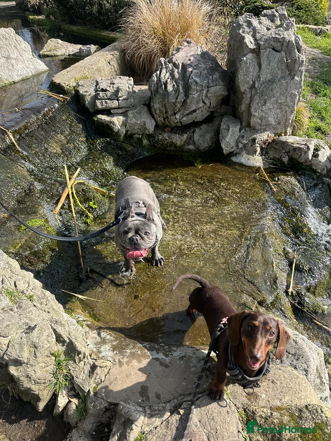 Miniature Dachshund dogs for sale: Miniature Dachshund Girl - 2 Years Old - Advert 7