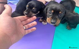 Dachshund dogs for sale: 4 beautiful puppies ready for new forever home!!!! - Image 3