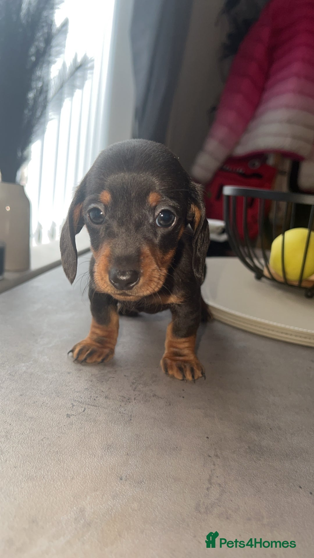Dachshund dogs for sale: ✨Dachshunds 👀 for forever 🏡 £900 ONO✨ - Advert 3