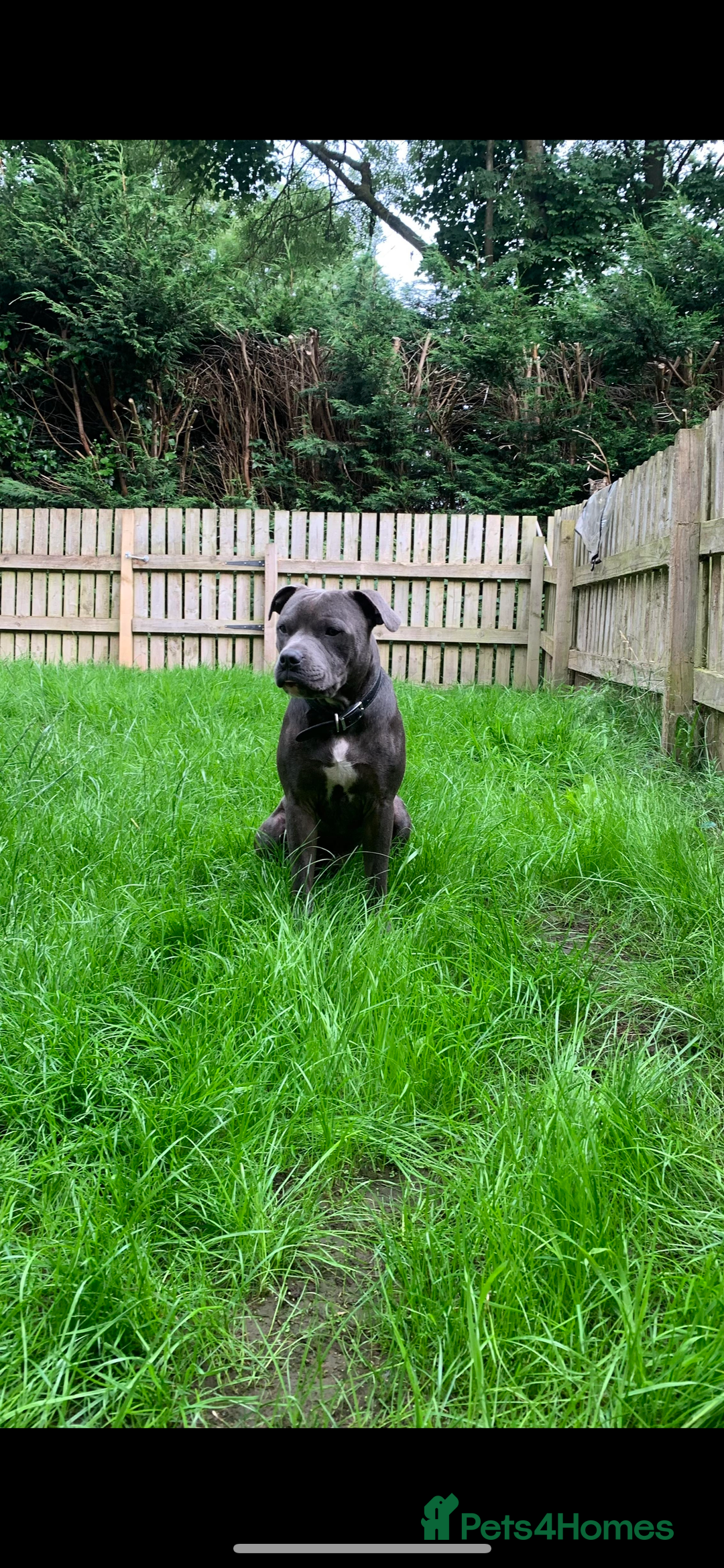 Staffordshire Bull Terrier dogs for stud: KC Registered Staffy Stud available  in Holmfirth - Advert 6