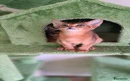 Abyssinian cats for sale: Beautiful Abyssinian Kittens - Image 10