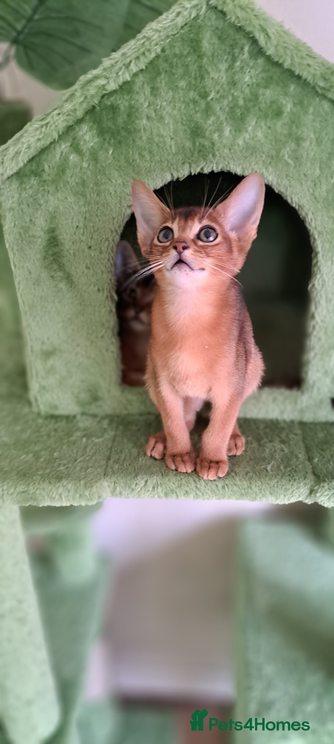 Abyssinian cats for sale: Beautiful Abyssinian Kittens - Image 10