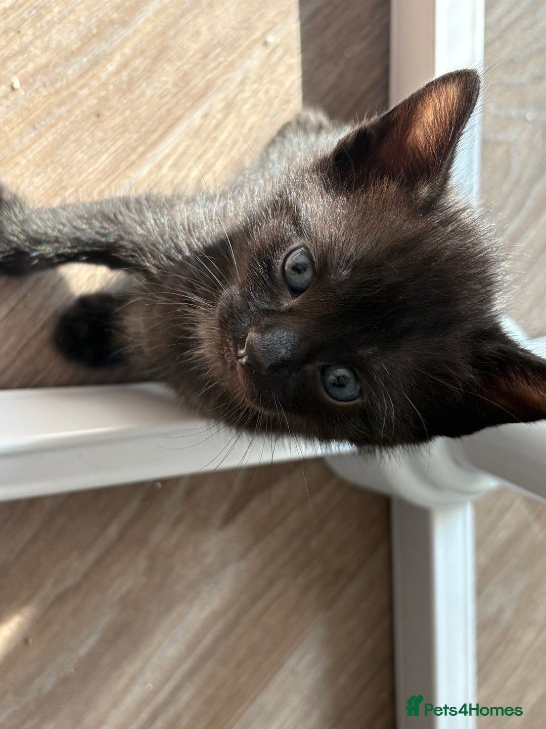 American Shorthair cats for sale: Kittens for sale boys and girls. - Image 11