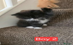 Mixed Breed cats for sale: Lovely Persian mix kittens - Image 22