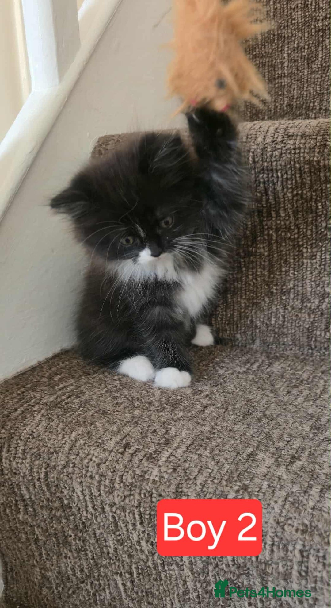 Mixed Breed cats for sale: Lovely Persian mix kittens - Image 22