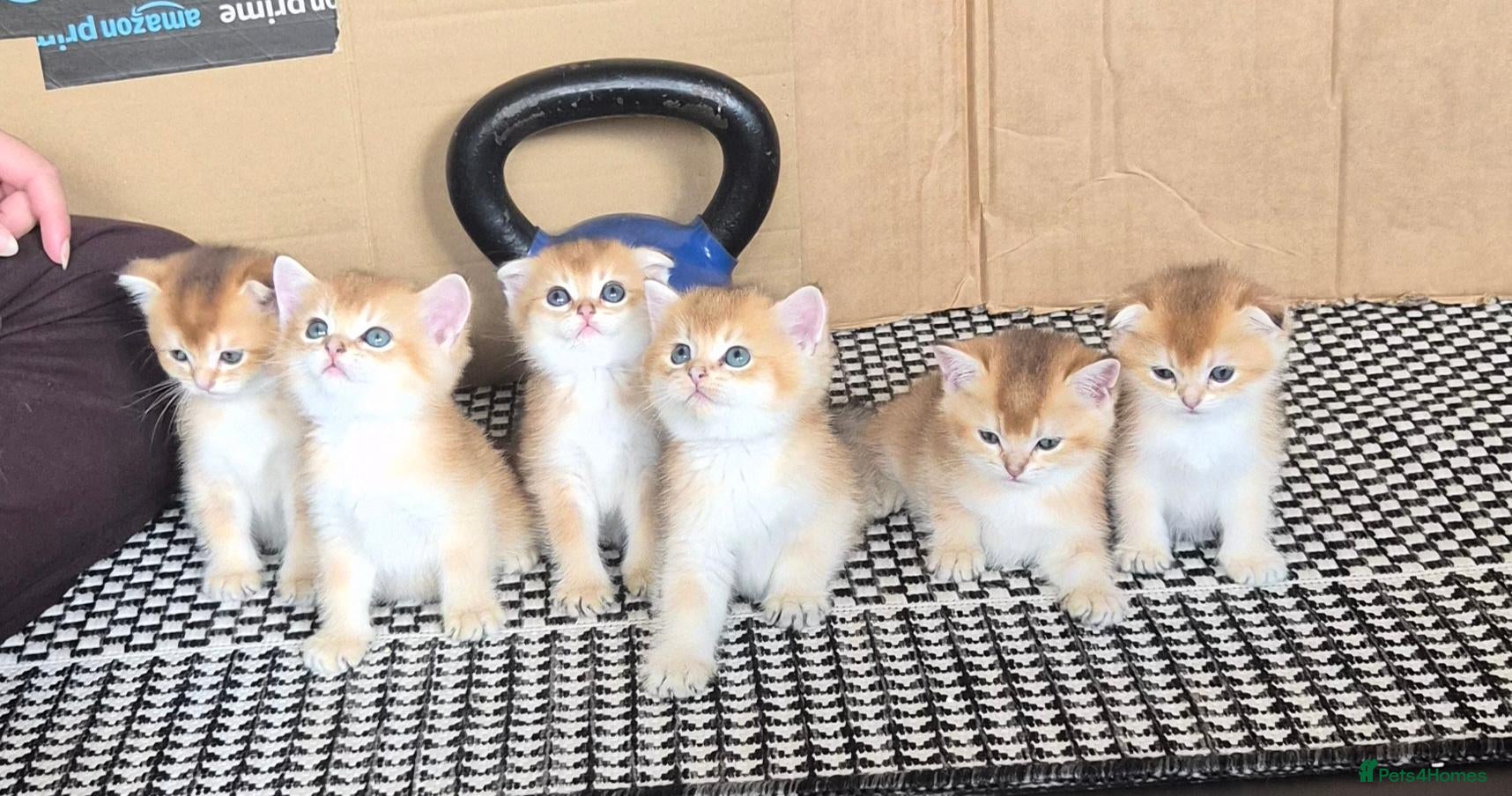 Scottish Fold cats Adorable Scottish kittens - Advert 2