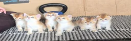 Scottish Fold cats for sale: Adorable Scottish kittens - Advert 2