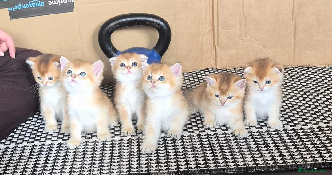 Scottish Fold cats for sale: Adorable Scottish kittens - Advert 2