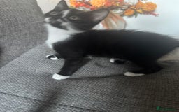 Bengal cats for sale: Beautiful kittens  - Image 3