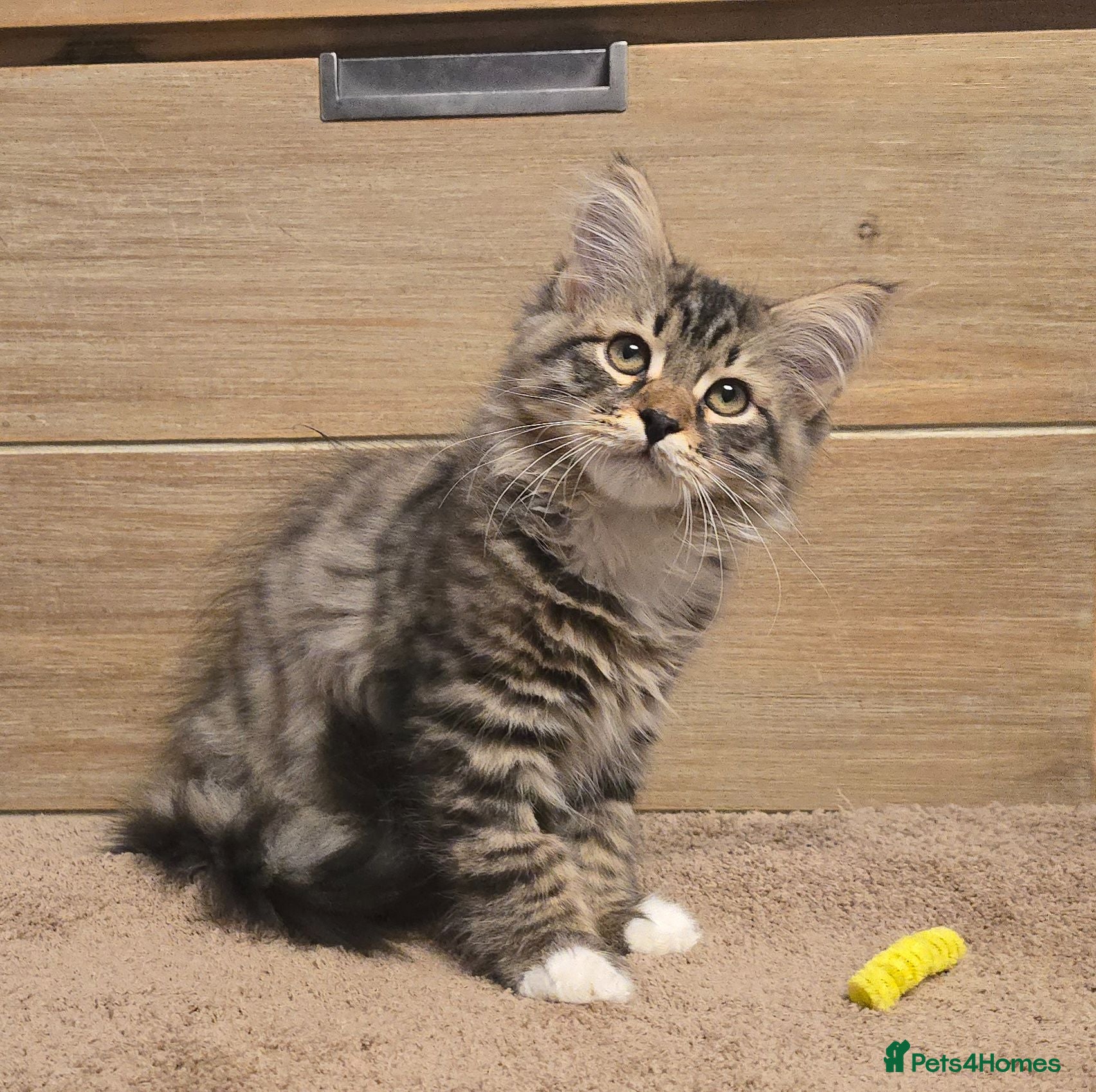 Siberian cats Siberian kittens looking for new homes  - Advert 11