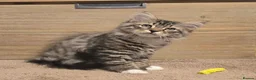 Siberian cats for sale: Siberian kittens looking for new homes  - Advert 1