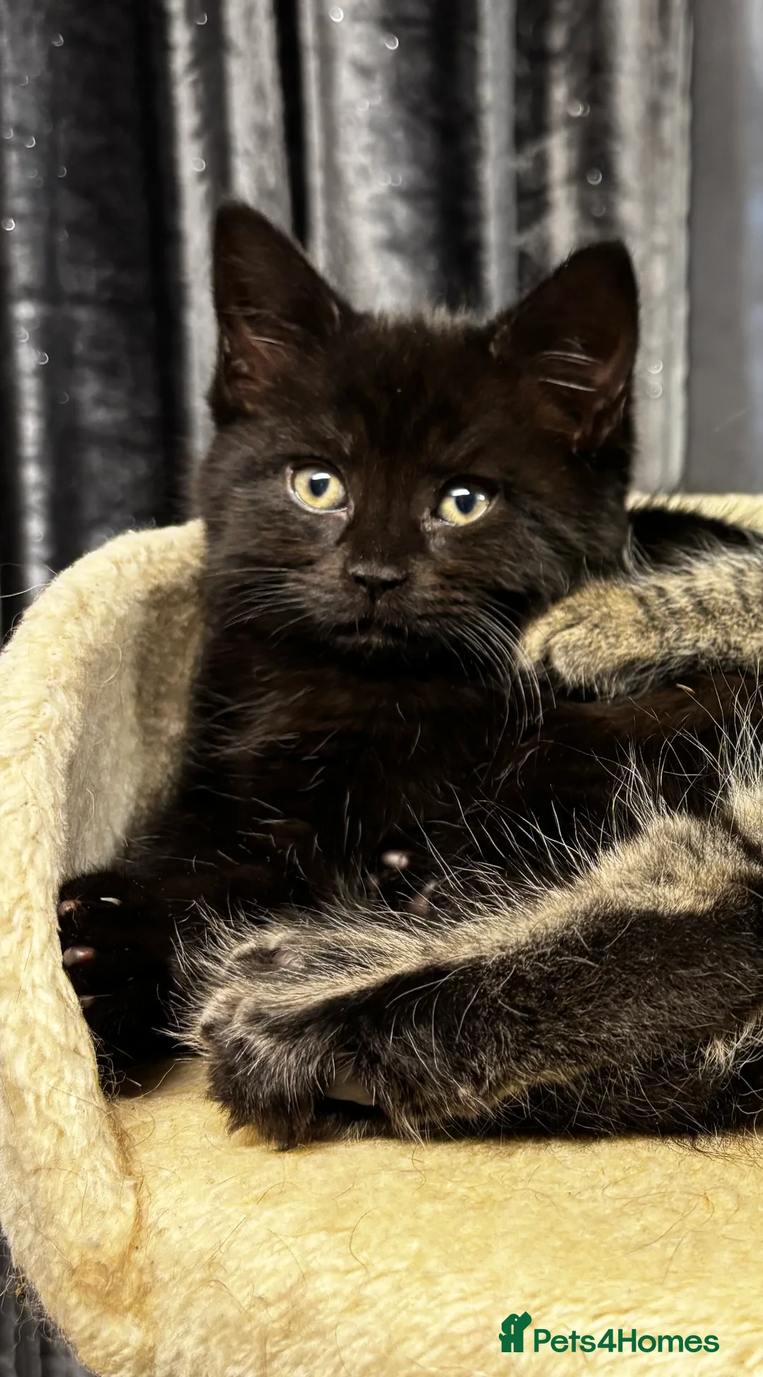 Mixed Breed cats for sale: Fluffy, playful kittens - Advert 13