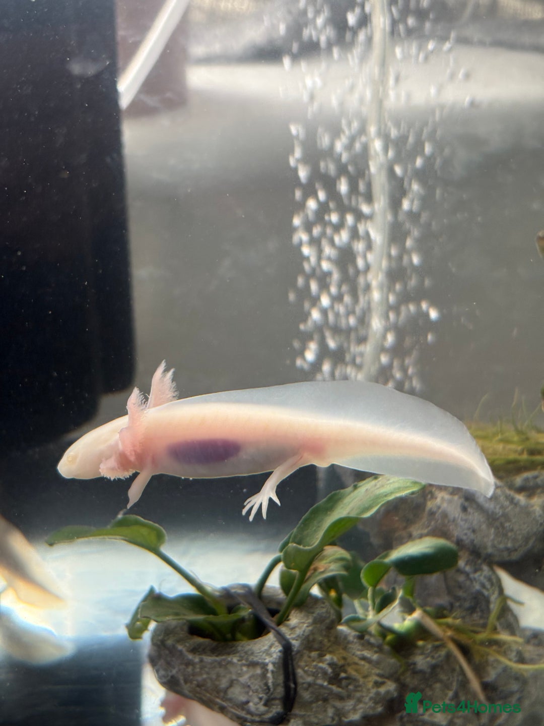 Axolotl reptiles for sale: 5 months old juvenile pink axolotls £30 in Welling - Image 9